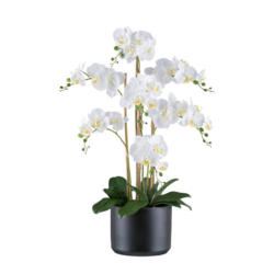 Kunstpflanze Orchideen Grün/Schwarz/Weiß, 77 cm