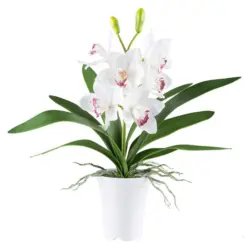 Kunstpflanze Orchideen Rosa/Wei&szlig;, 53 cm