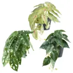 M&ouml;belix Kunstpflanze Gr&uuml;n, Topf: Schwarz, H: 18 cm