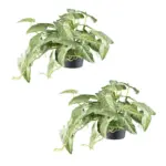 M&ouml;belix Kunstpflanze H&auml;ngepflanzen Creme/Gr&uuml;n, 24 cm