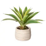 Möbelix Kunstpflanze Sukkulenten Creme/Gelb/Grün, 25 cm