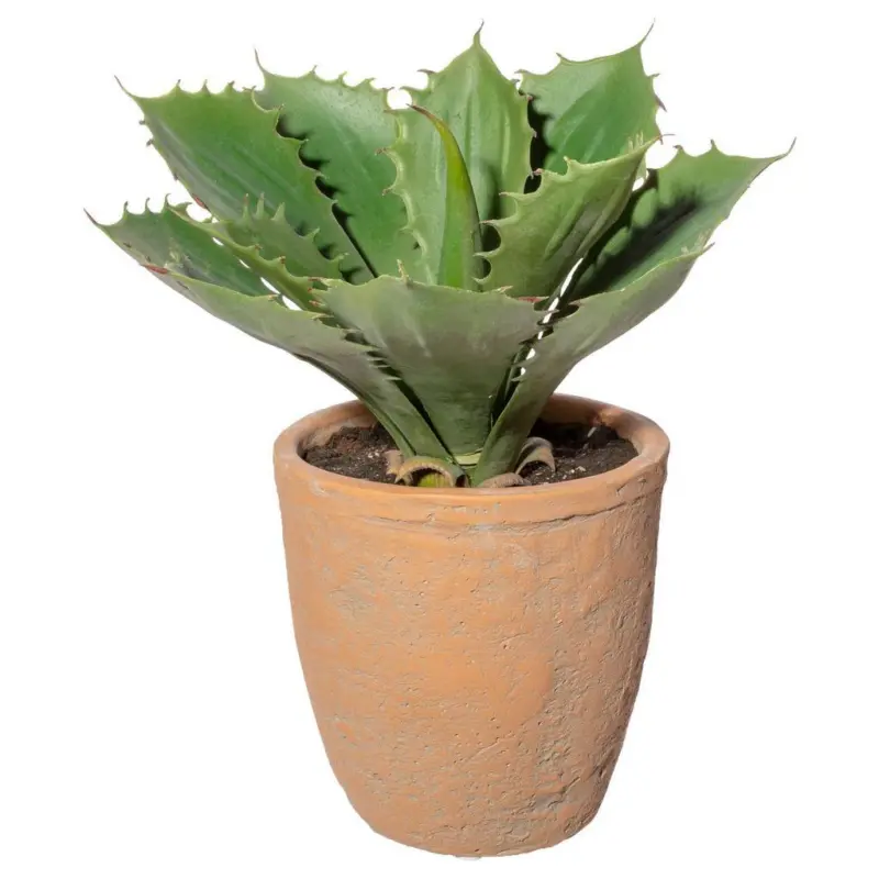 Kunstpflanze Sukkulenten Grün/Naturfarben, 25 cm