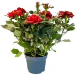 Kaufland хипермаркет Роза микс Ø10,5 см - до 02-11-25