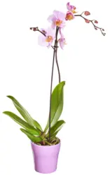 Орхидея Фаленопсис &Oslash;12 см