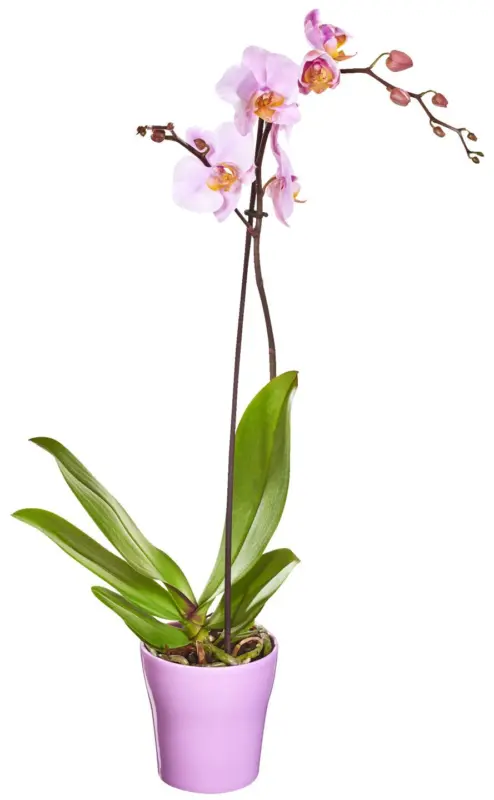 Орхидея Фаленопсис &Oslash;12 см