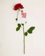 Terranova Terranova leták – do 19.02.2025