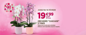 Orchidée CASCADE