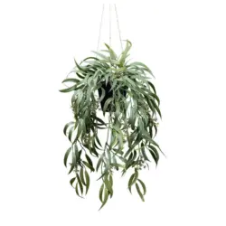 Kunstpflanze, Eukalyptus Dunkelgrün, H: 65 cm