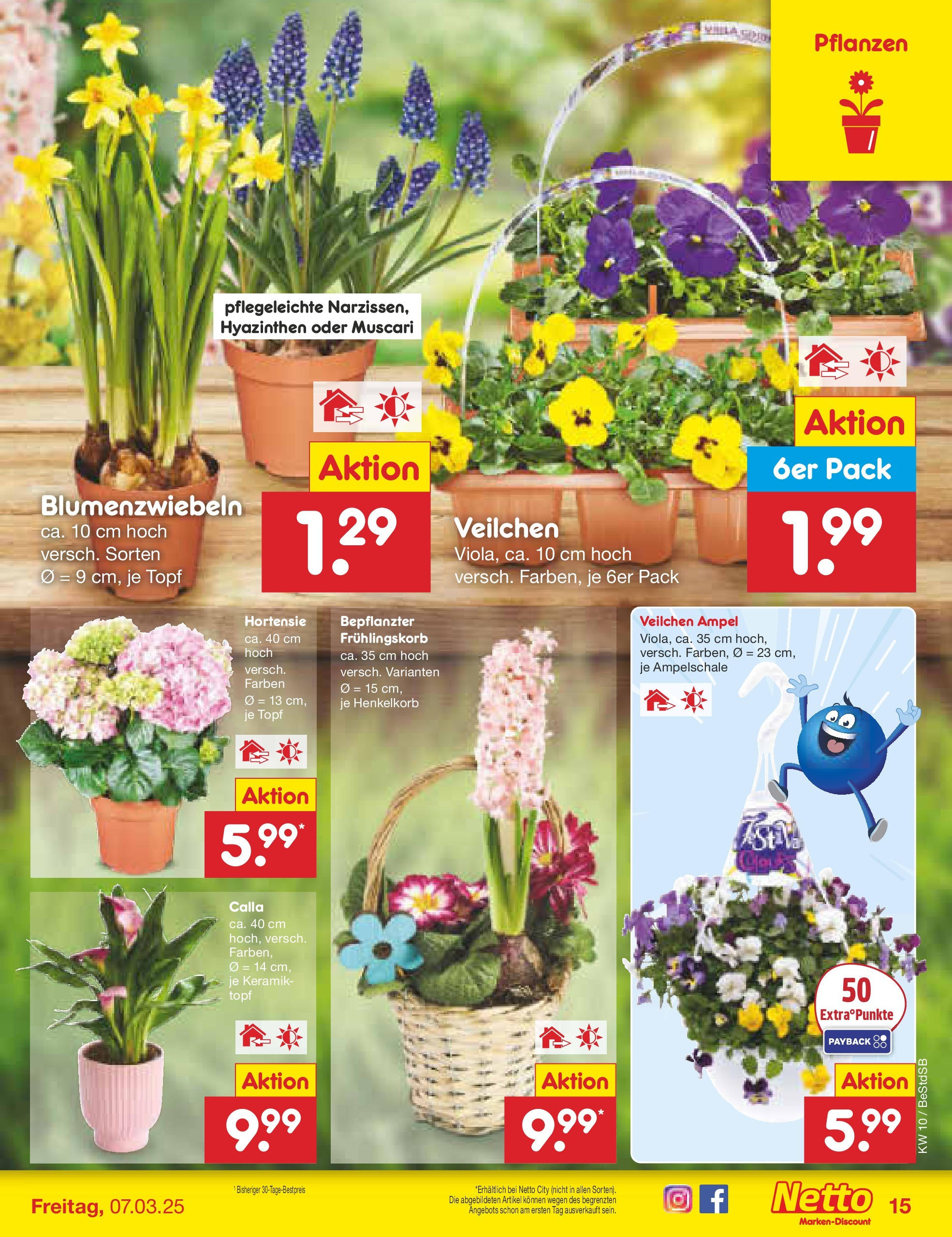 Netto Marken-Discount - Berlin-Spandau (ab 03.03.2025) » Angebote | Seite: 21 | Produkte: Hortensie