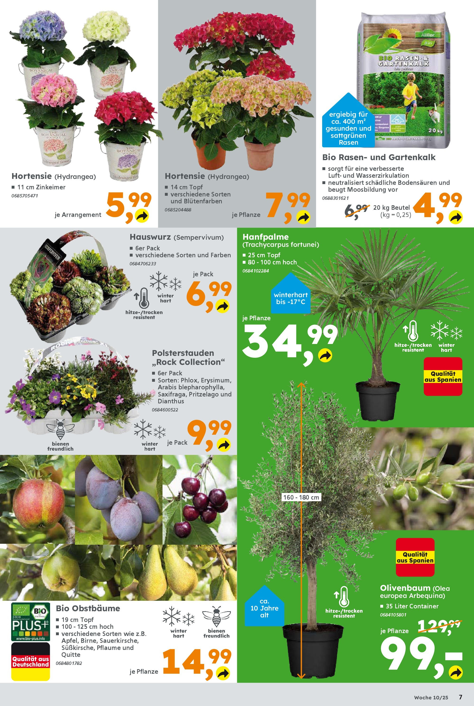 Globus Baumarkt - Globus Baumarkt: Wochenangebote (ab 02.03.2025) zum Blättern | Seite: 7 | Produkte: Hortensie