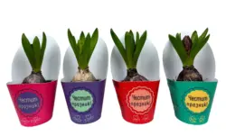 Зюмбюл &Oslash;7 см