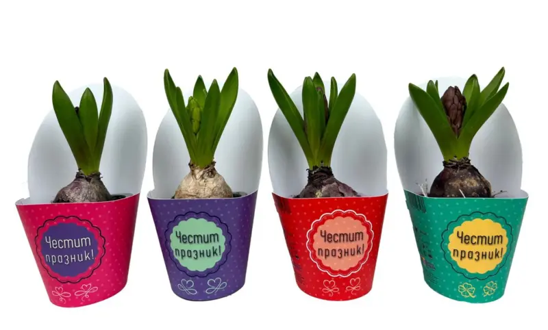 Зюмбюл &Oslash;7 см