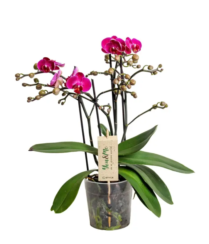 Орхидея Фаленопсис с 3 цветоноса