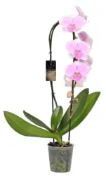 Каскадна орхидея фаленопсис &Oslash;12 см