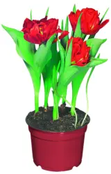 Лале /3 луковици/ &Oslash;9 см