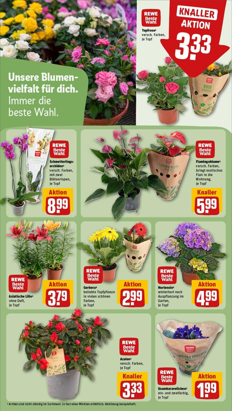 Rewe - Rewe: Wochenangebote (ab 10.03.2025) zum Blättern » Angebote | Seite: 17 | Produkte: Orchidee, Blumen