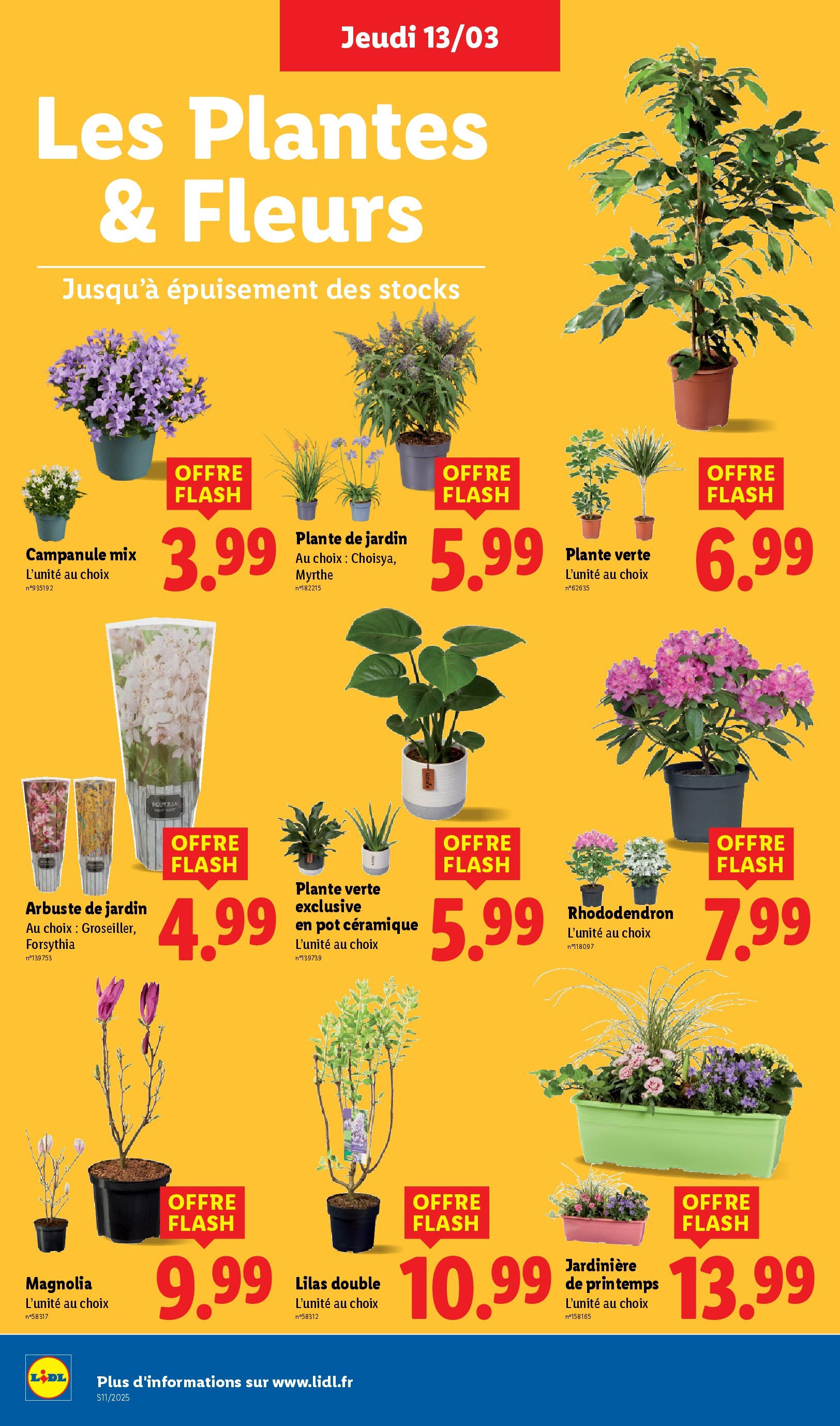 Catalogue LIDL du 12/03/2025 | Promo prospectus en ligne | Page: 28 | Produits: Rhododendron, Plantes, Jardinière, Plante verte