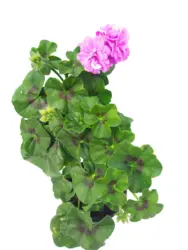 Сакъзче &Oslash;10,5 см