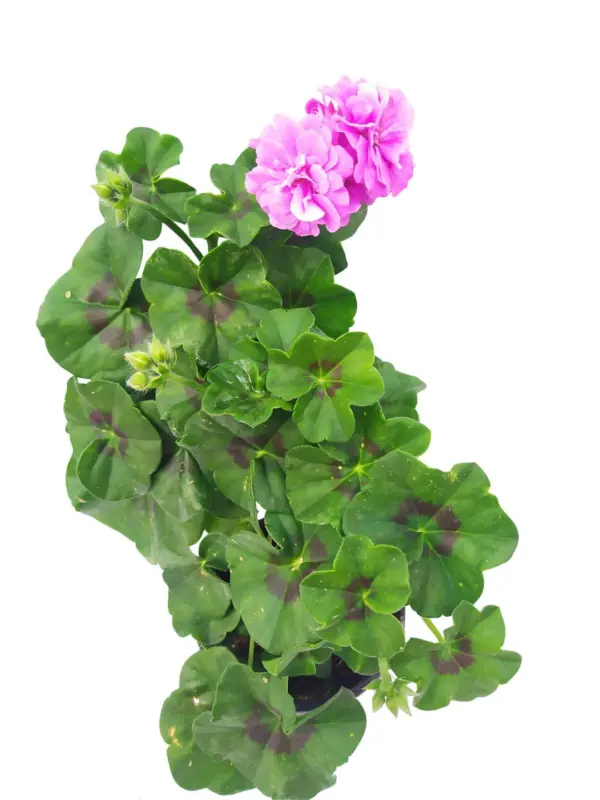 Сакъзче &Oslash;10,5 см