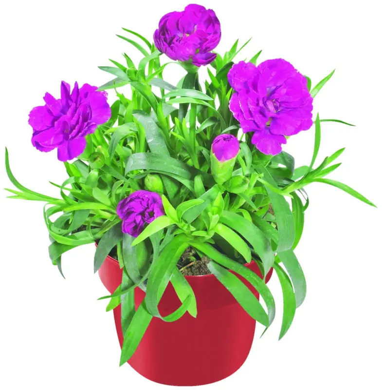 Карамфил &Oslash;10,5 см