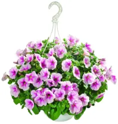 Петуния микс Ø19 см