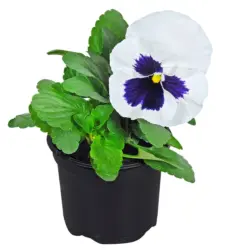 Теменужка Ø9 см