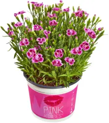 Розов карамфил &Oslash;10,5 см