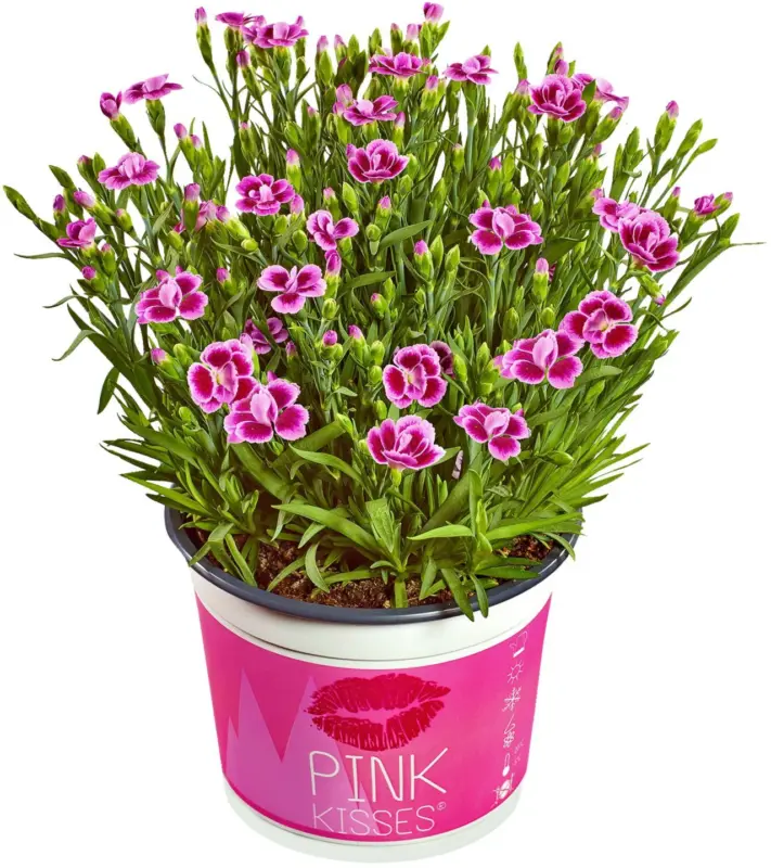 Розов карамфил &Oslash;10,5 см