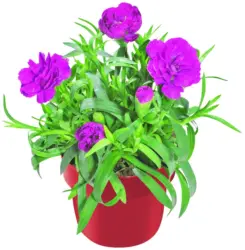 Карамфил &Oslash;10,5 см