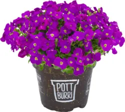 Аубриета Градинскo растениe &Oslash;13 см
