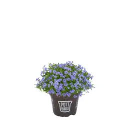 Флокс Градинскo растениe &Oslash;13 см