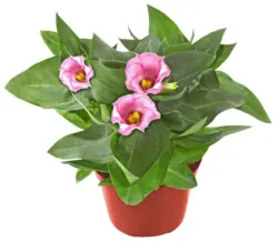 Кампанула &Oslash;10,5 см