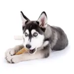 Maximarkt -25% auf die gesamte Tiernahrung und Tierzubehör inkl. Katzenstreu - bis 29.11.2025