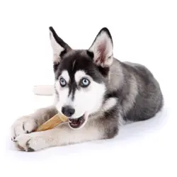 -25% auf die gesamte Tiernahrung und Tierzubehör inkl. Katzenstreu