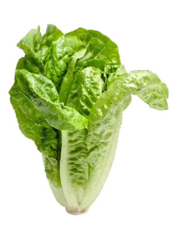 Салата Романа