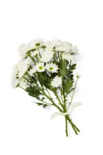 Kaufland хипермаркет Букет хризантеми 3 хризантеми в букет - до 05-04-26