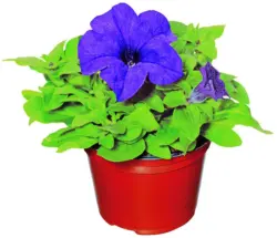 Бордюрна петуния &Oslash;9 см