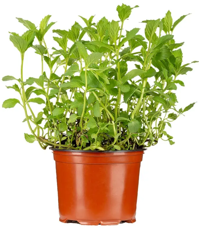 Джоджен в саксия