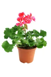 Мушкато &Oslash;12 см