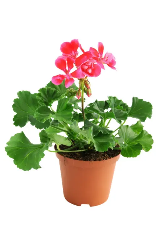 Мушкато &Oslash;12 см