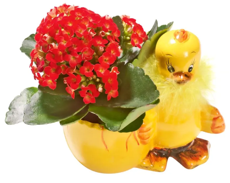 Каланхое в керамика Стайно растение &Oslash;6 см