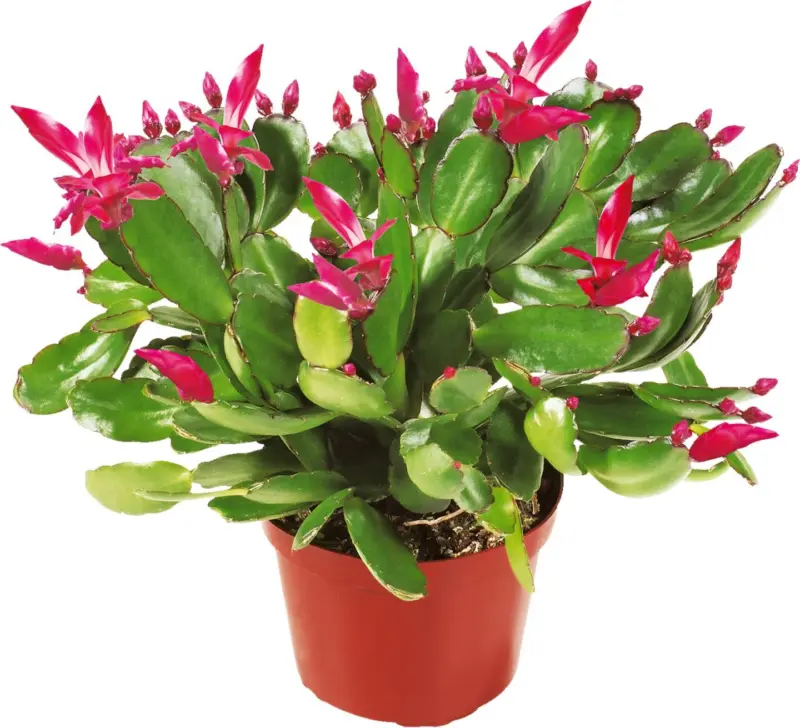 Рипсалидопсис &Oslash;9 см