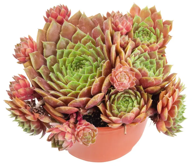 Семпервивум