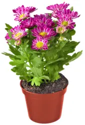 Минихризантема