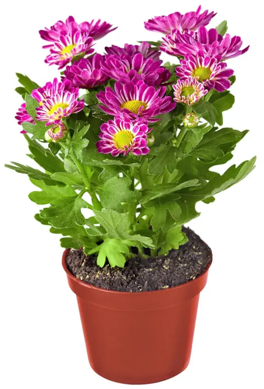 Минихризантема