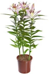 Лилиум Ориентал &Oslash;13 см