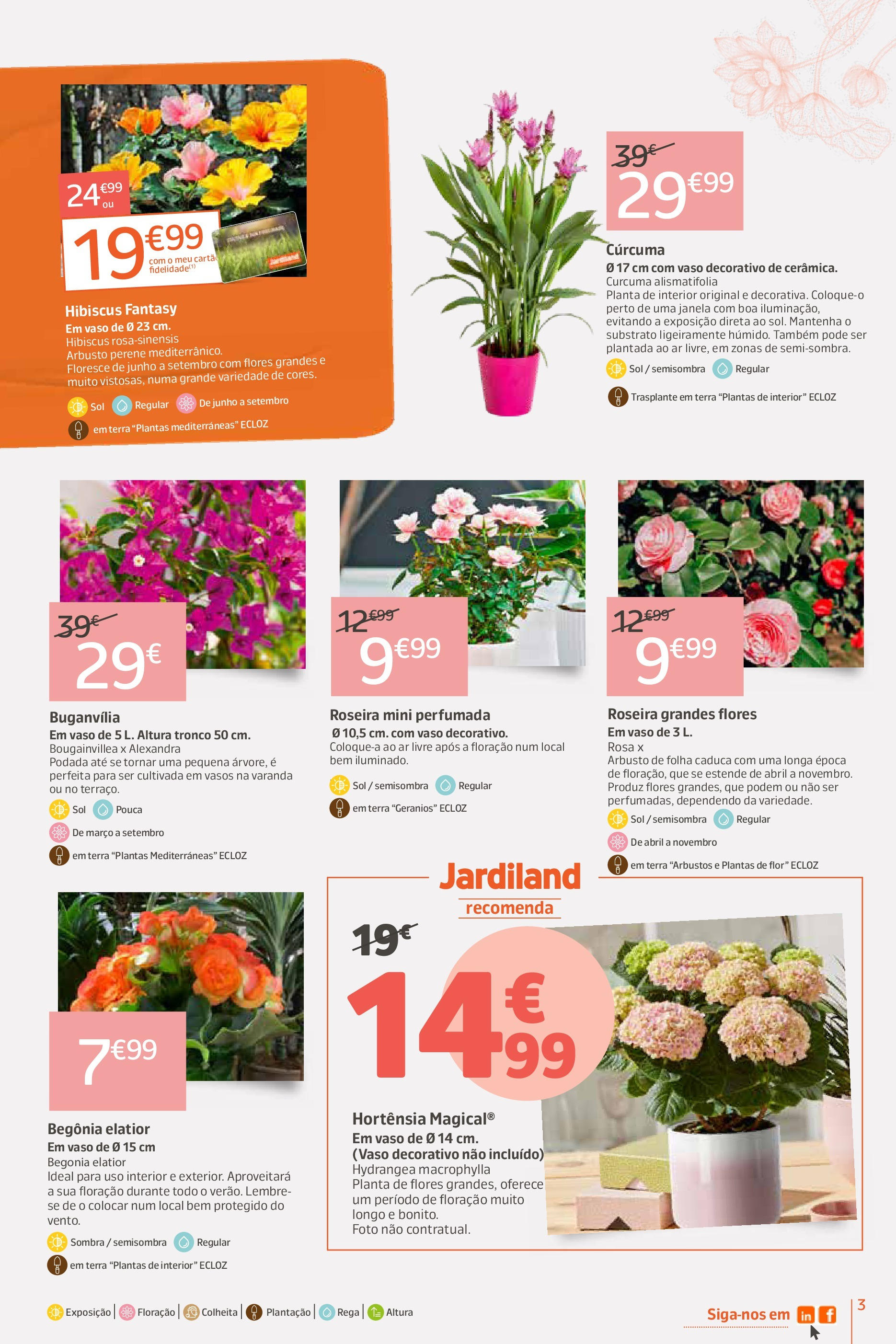 Jardiland - Feliz dia mãe » de 27/04/2025 - 05/05/2025 | Página: 3 | Produtos: Flores, Curcuma, Janela, Vaso