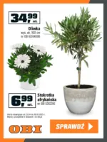OBI - rosliny egzotyczne ważna do 6.05 OBI – do 06.05.2025
