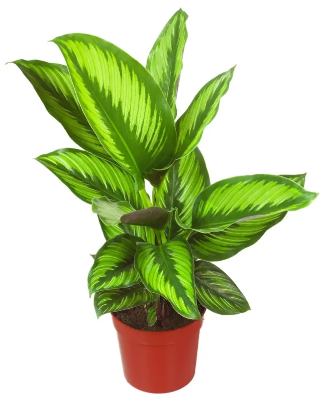 Калатея микс Ø12 см