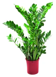 Замиокулкас